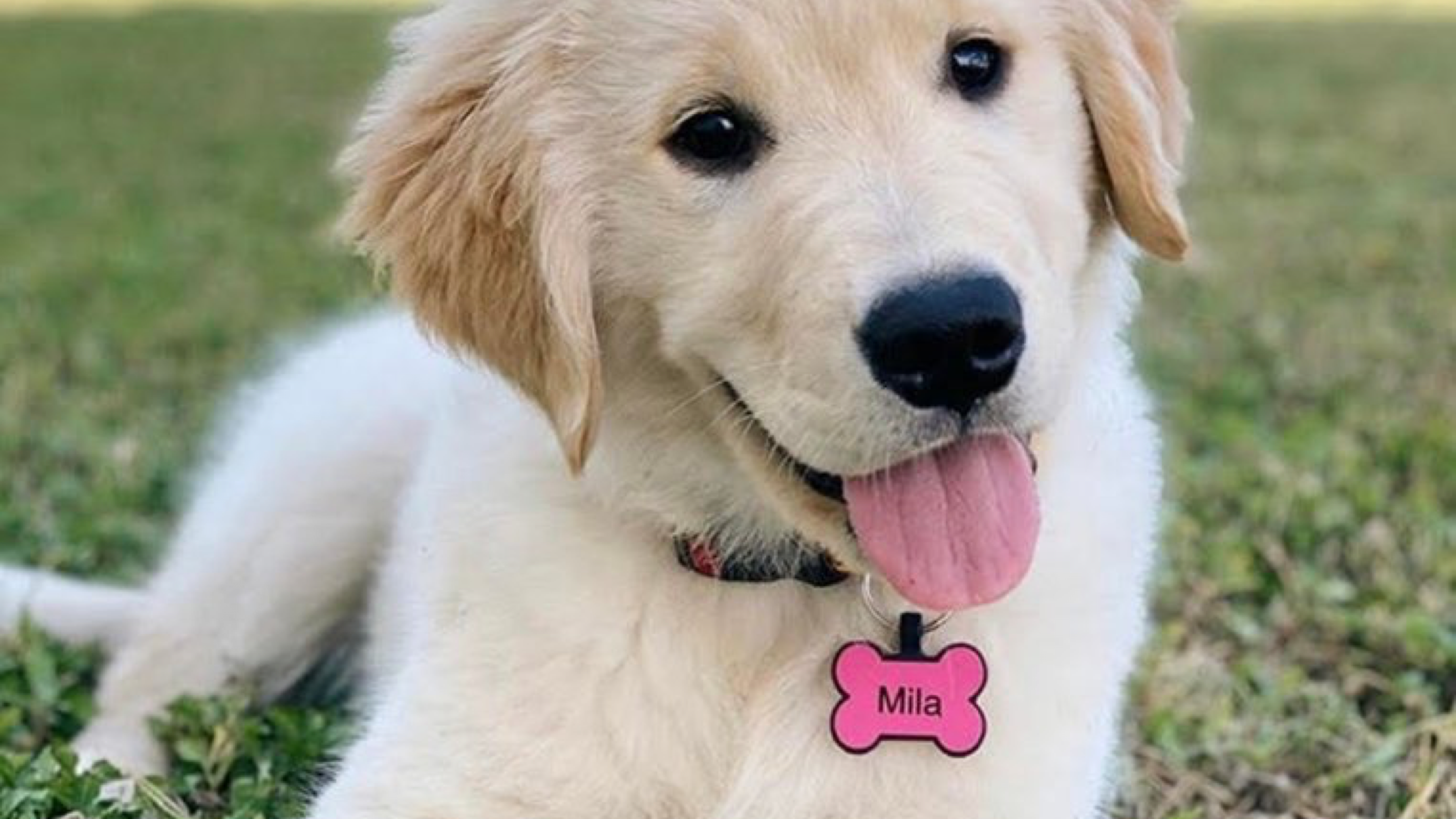 silent pet tag that doesn't jingle or make noise