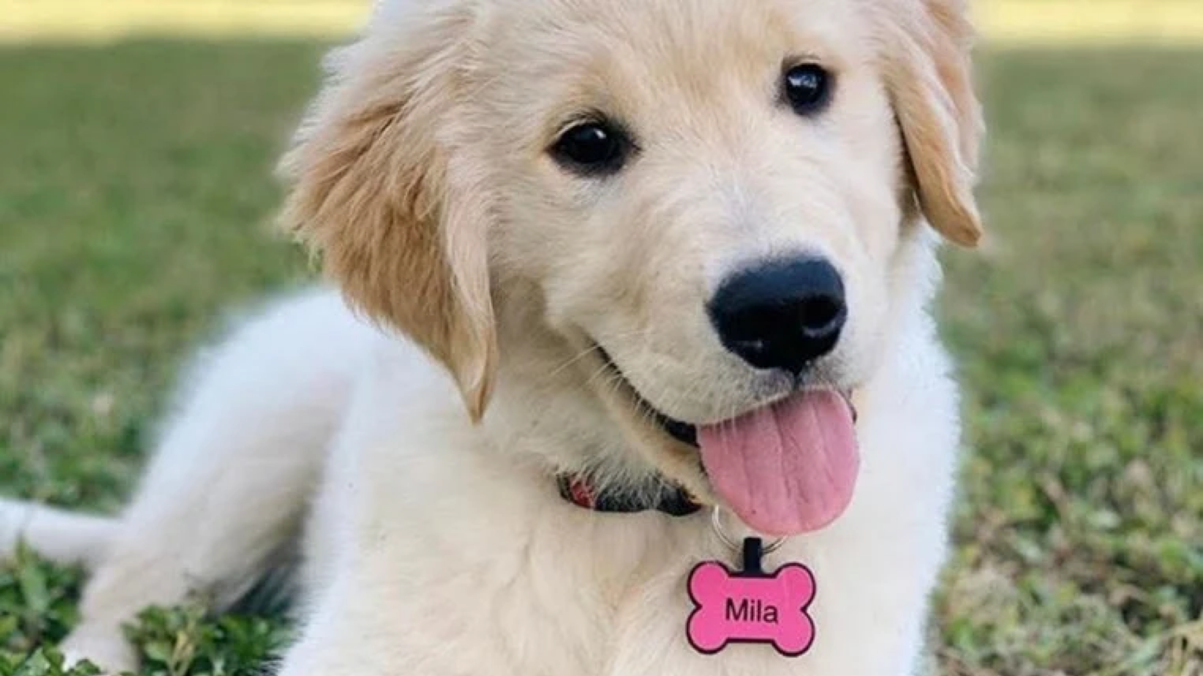 silent pet tag