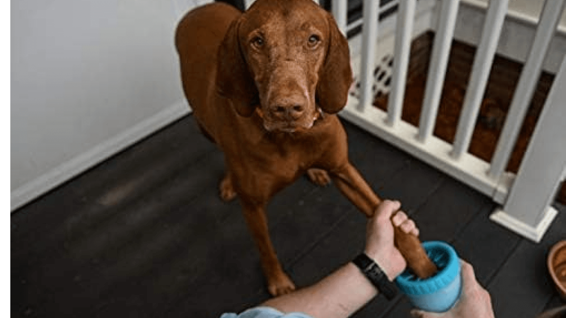 paw-cleaner
