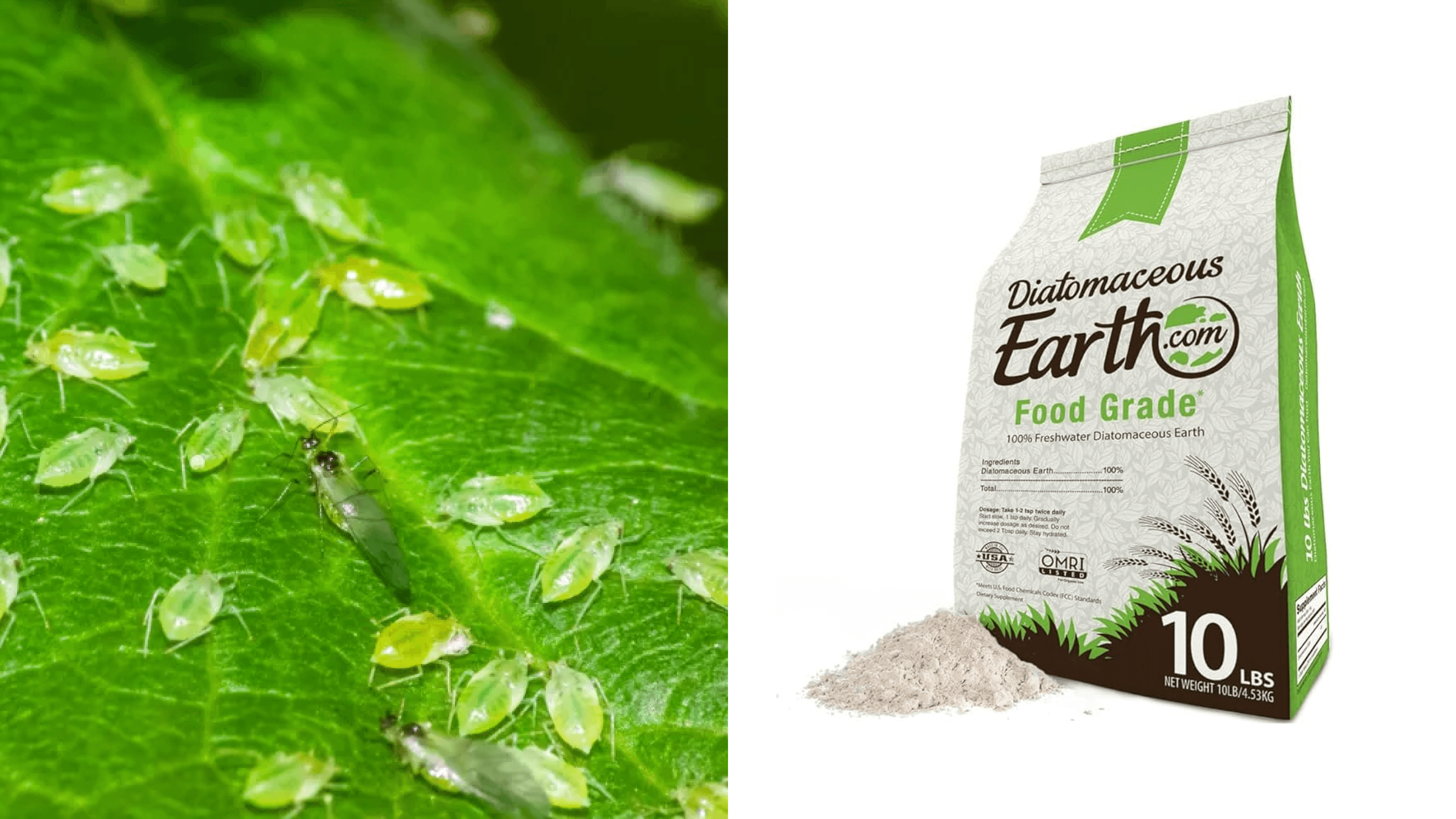 Kill houseplant bugs header 2025