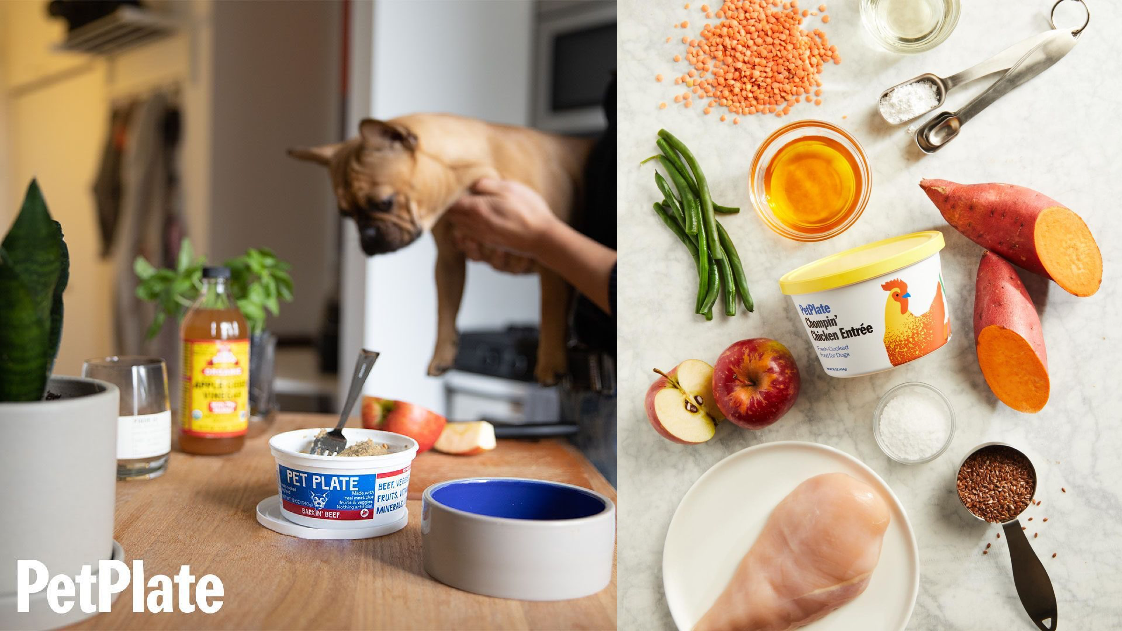 dog meal plan