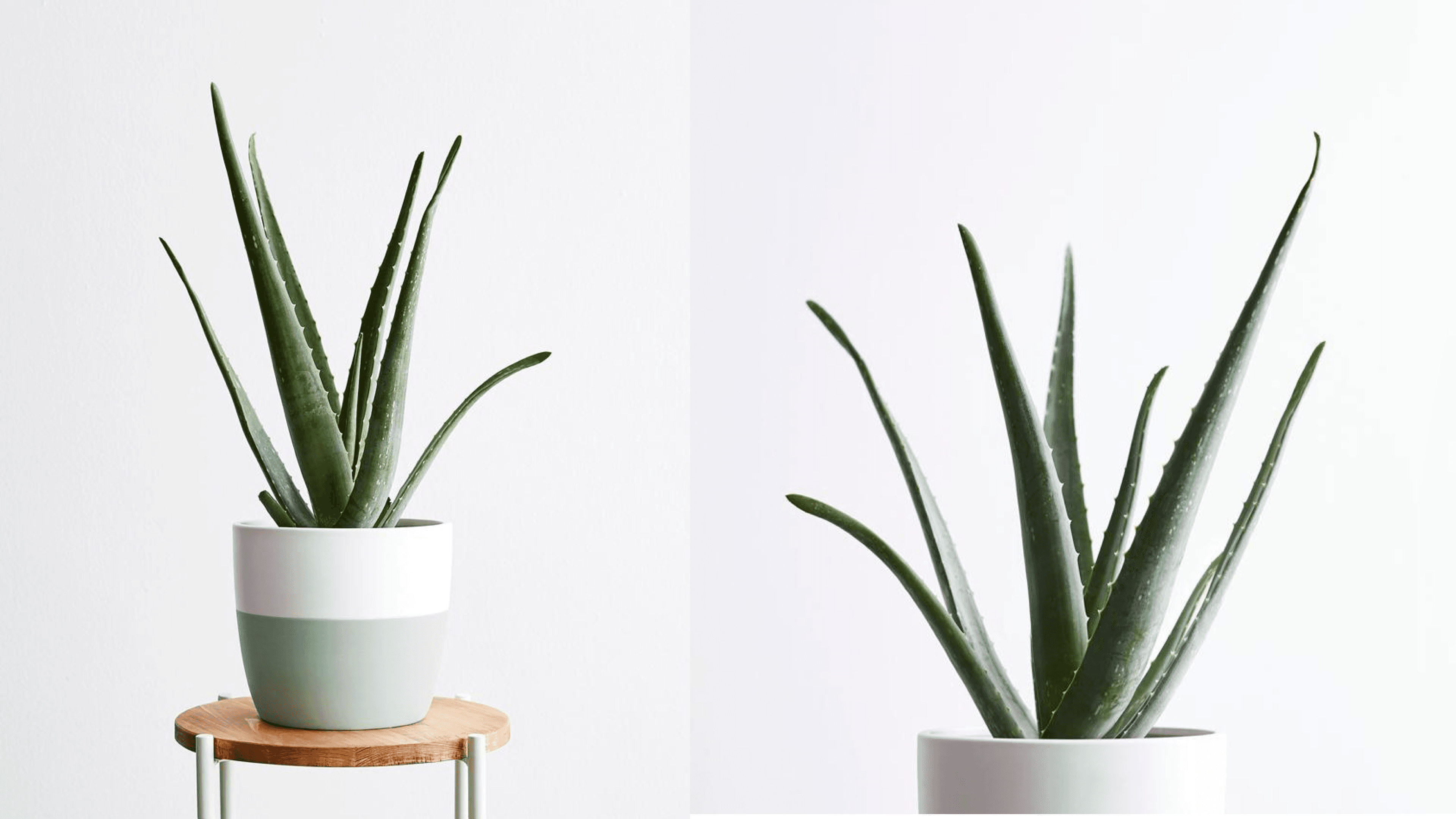 aloe plant