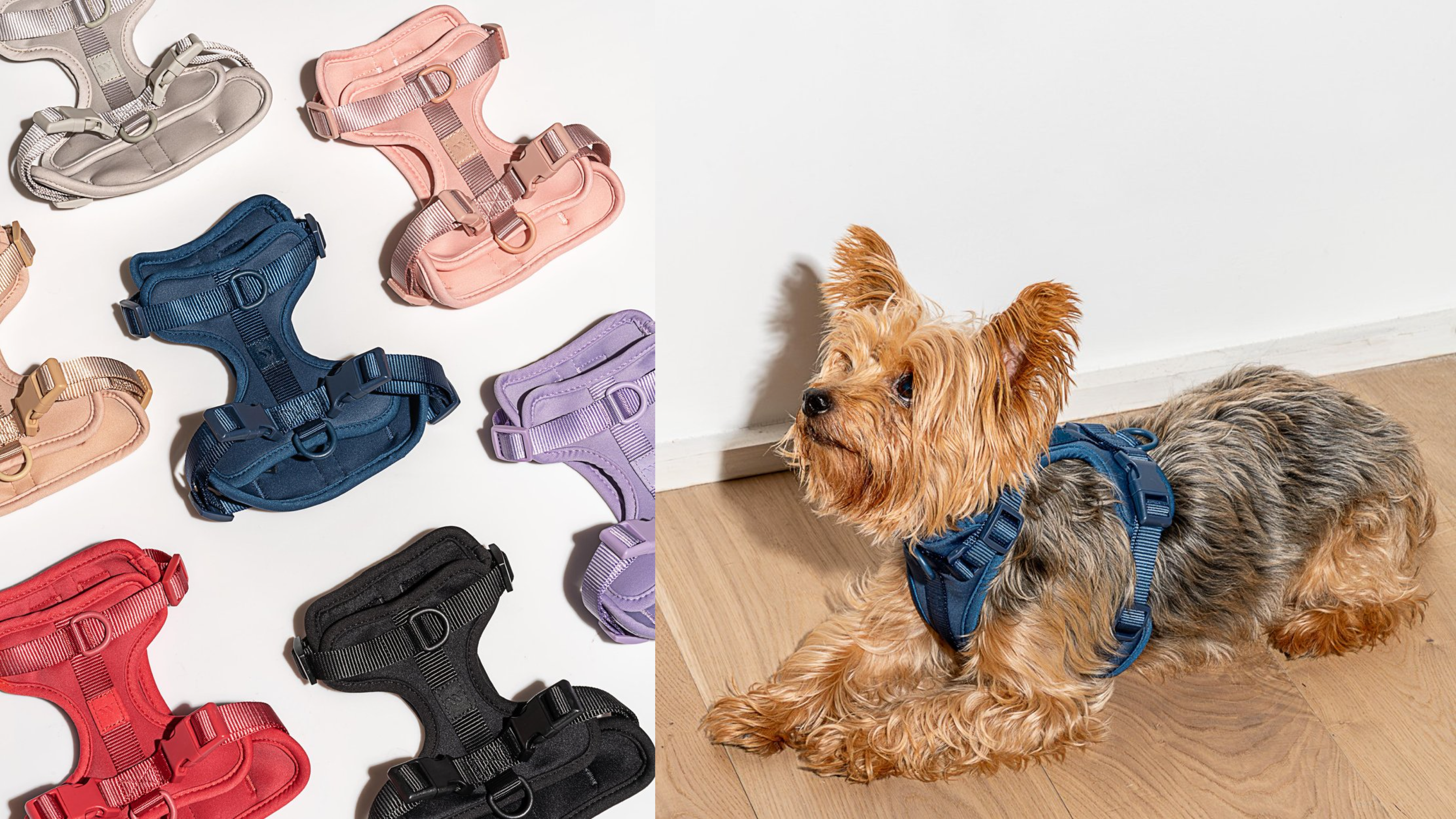 harness for dog walking 