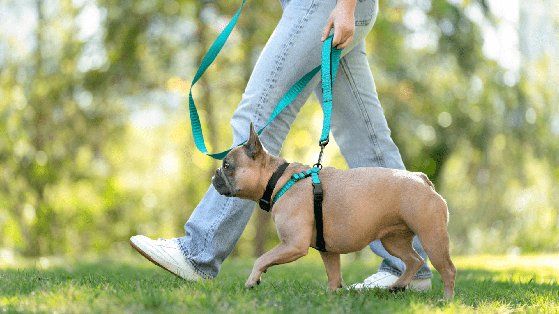 harness