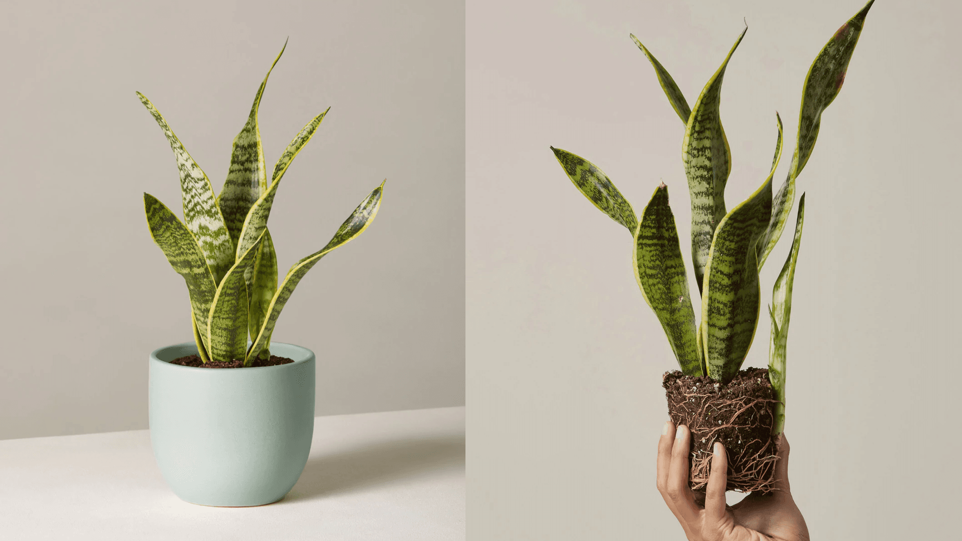 snake-plant