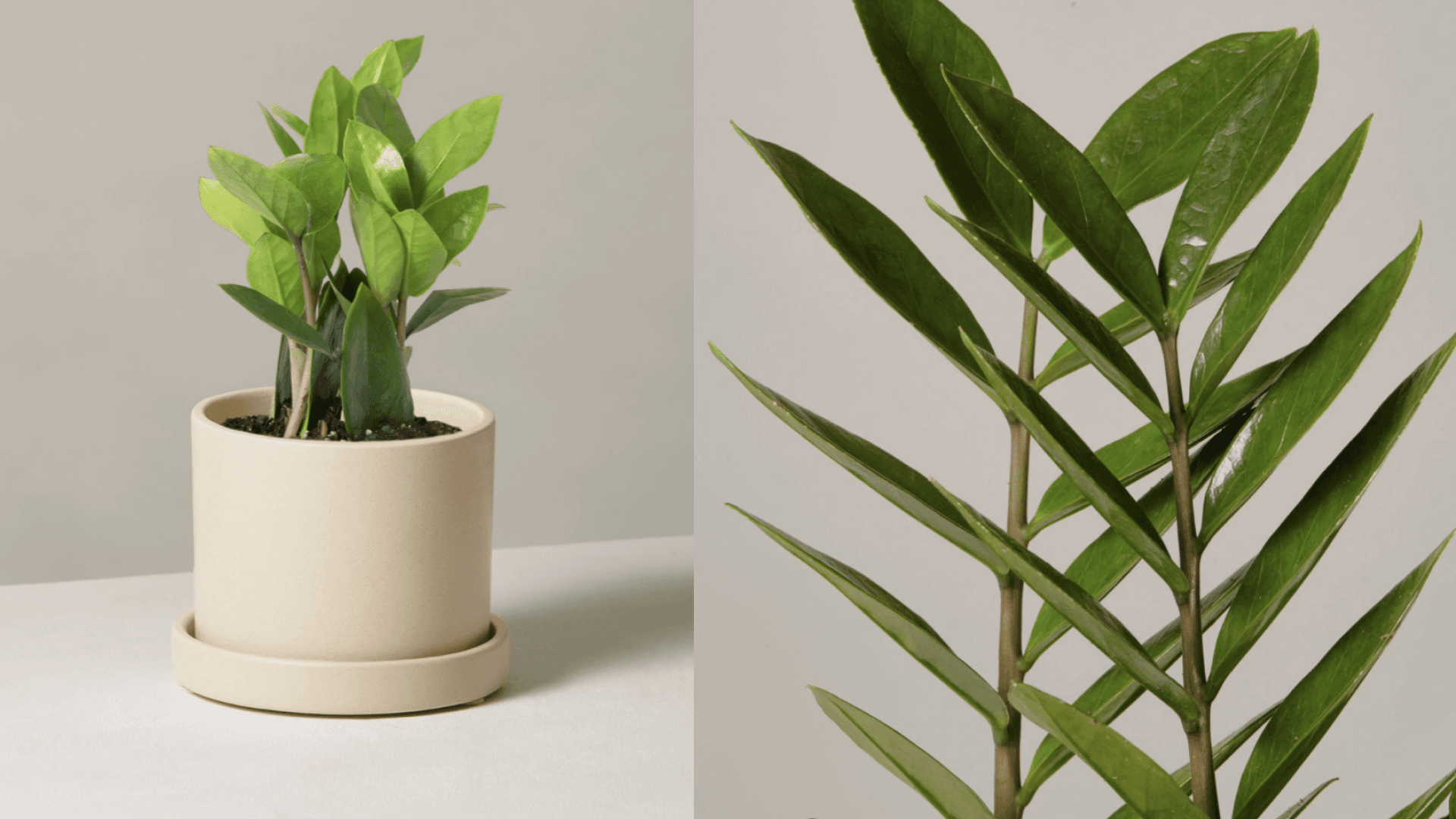 ZZ plant