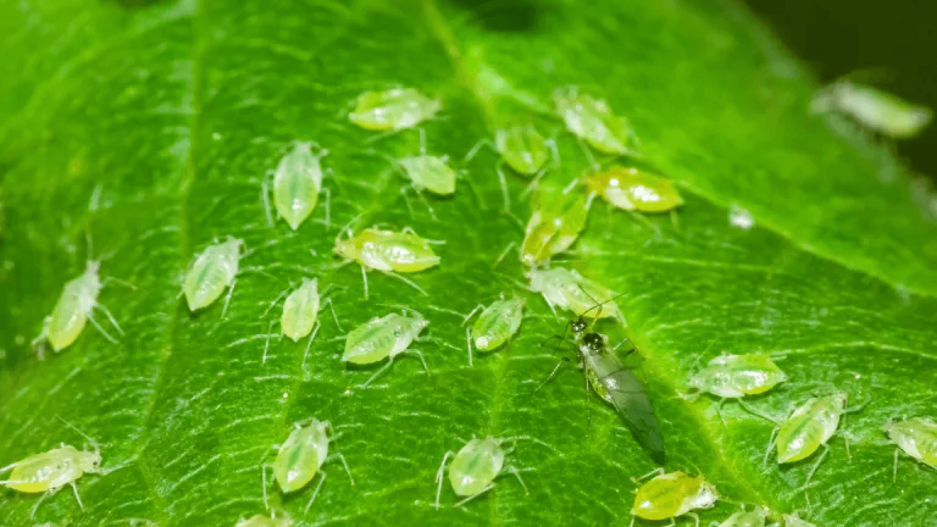 Aphids