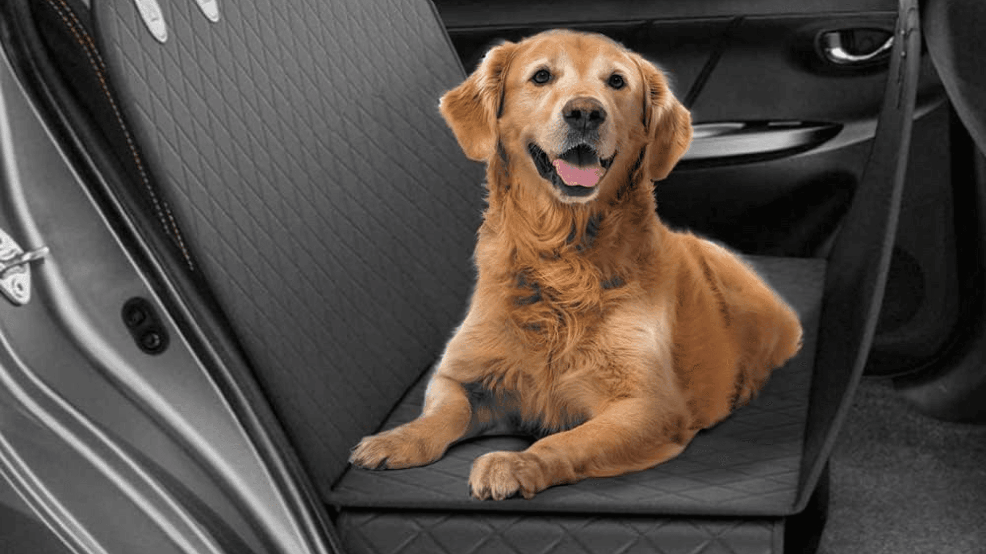 pet-cover