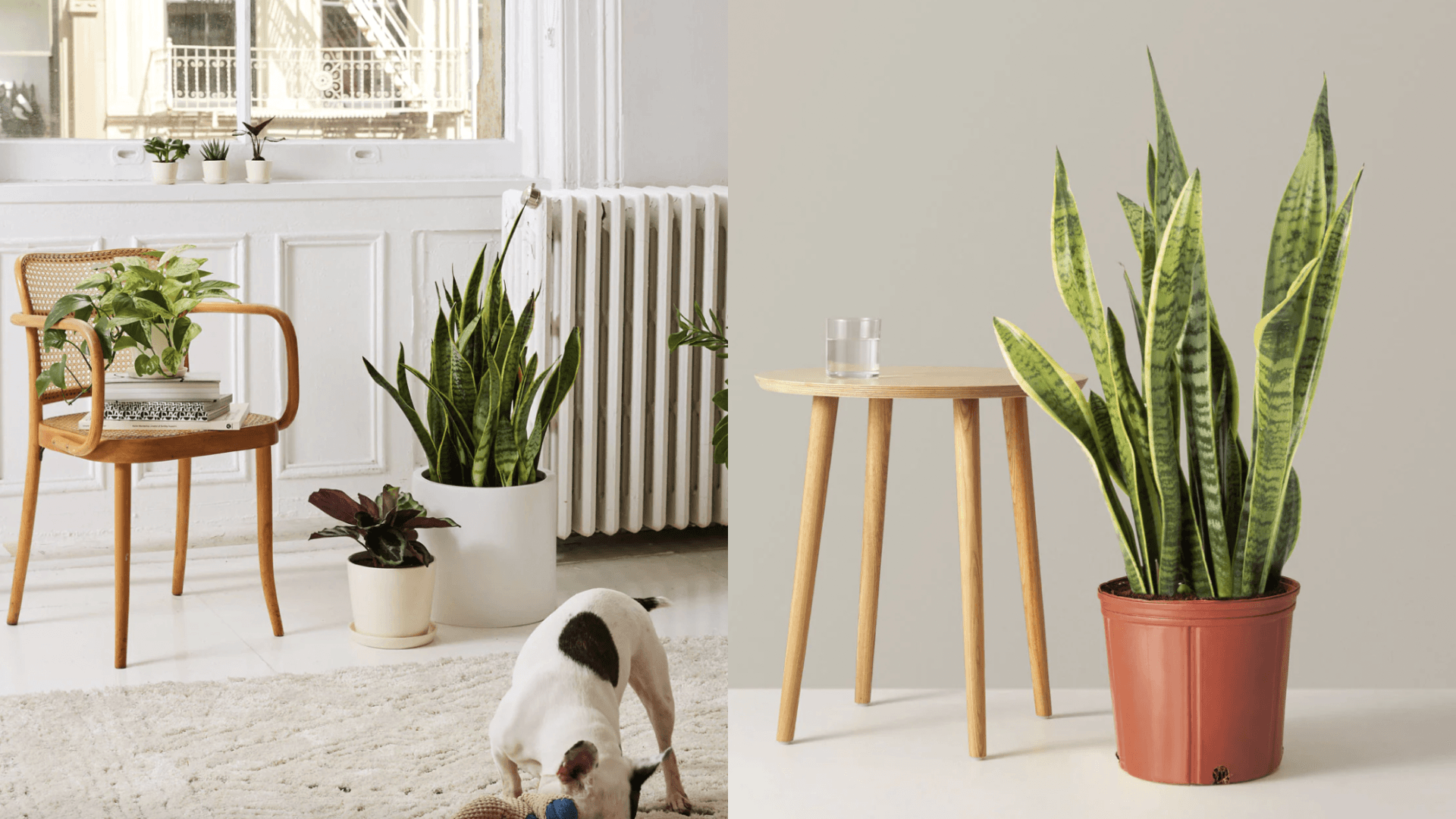 snake-plant