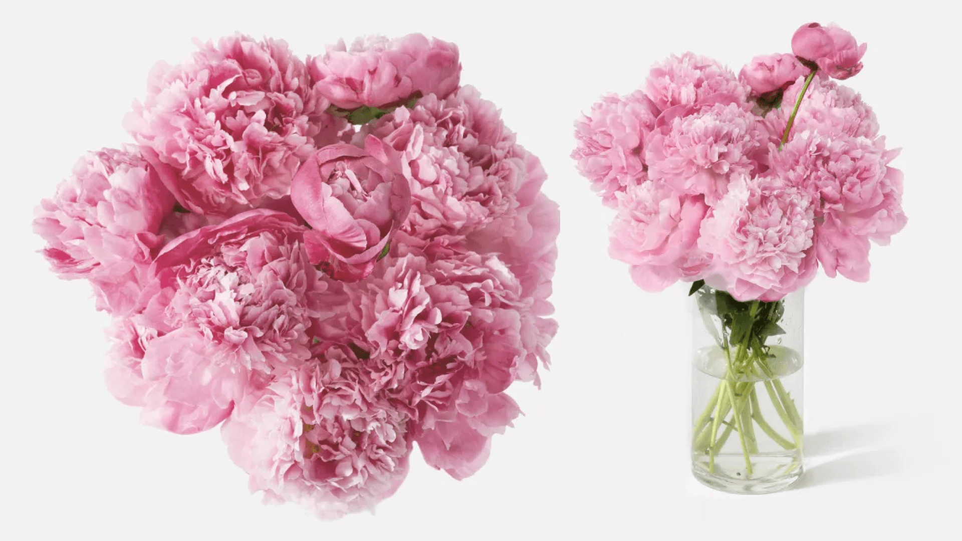 peonies