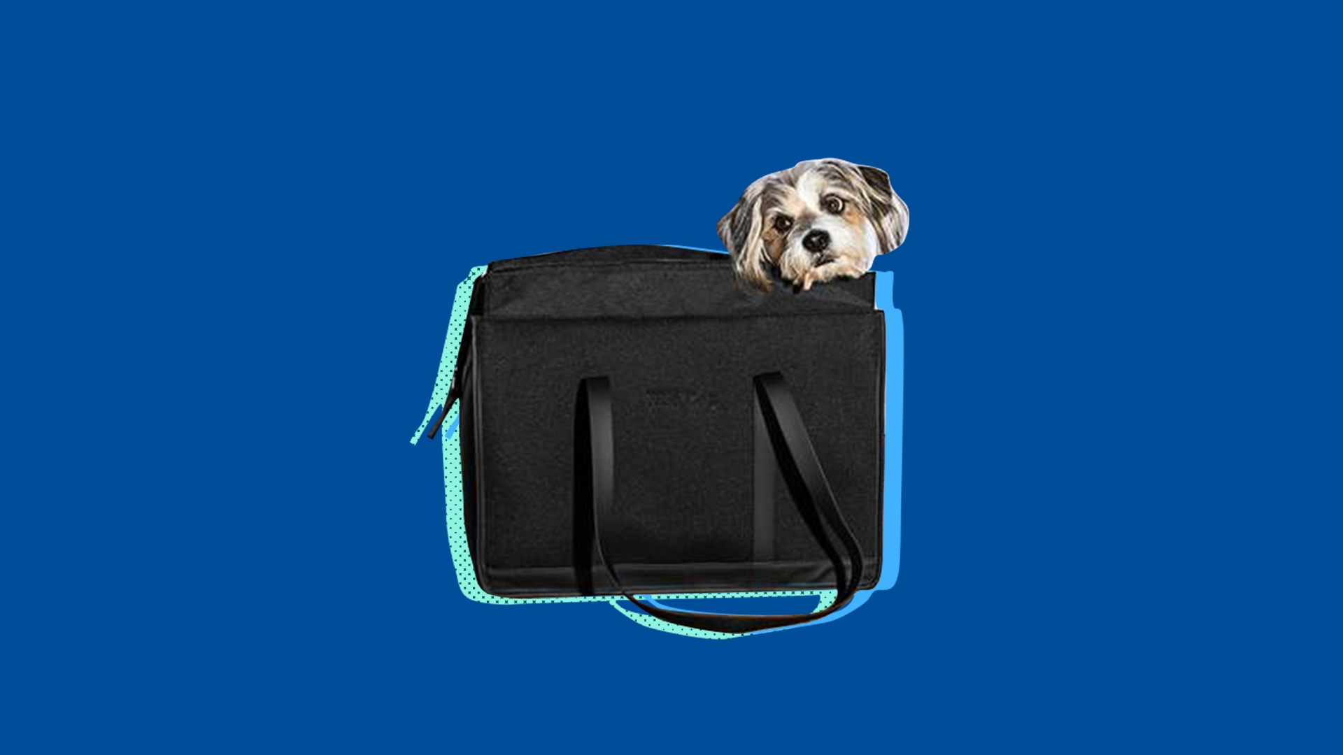 problem-solving pet products for cats and dogs