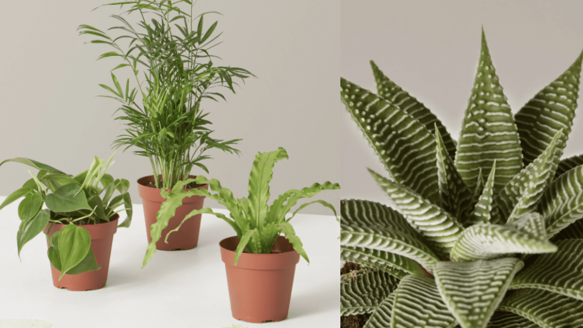 The Sill plant parent set