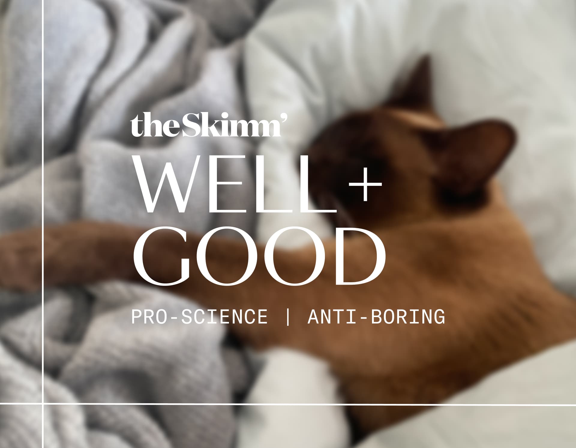 dog in bed