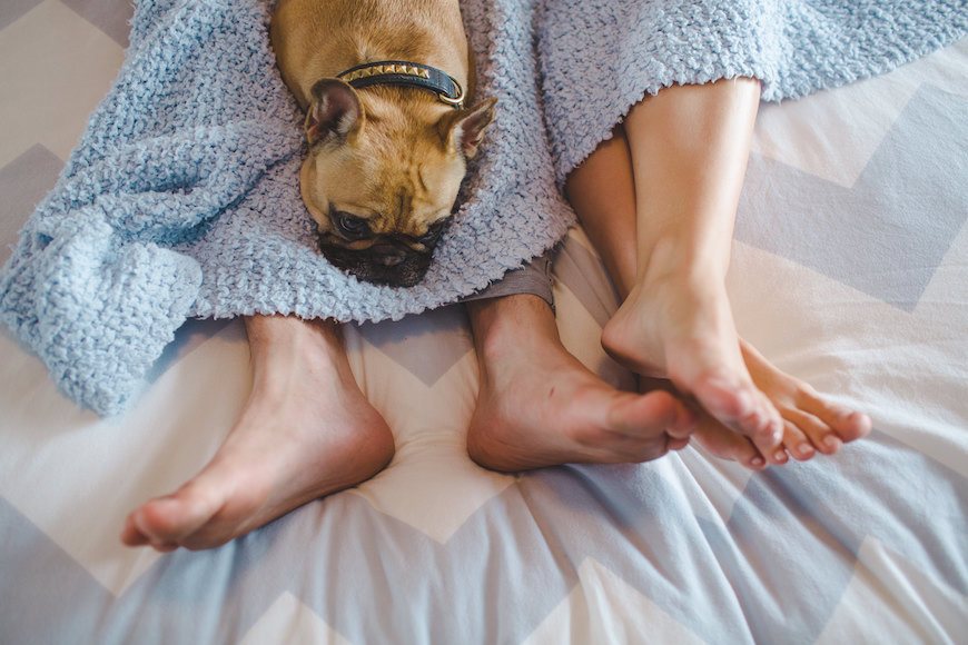 Featured image for Is it okay, psychologically and otherwise, to have sex in the same room as your pet?